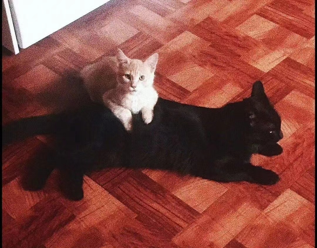 橘猫的爱越来越沉甸 ​​​