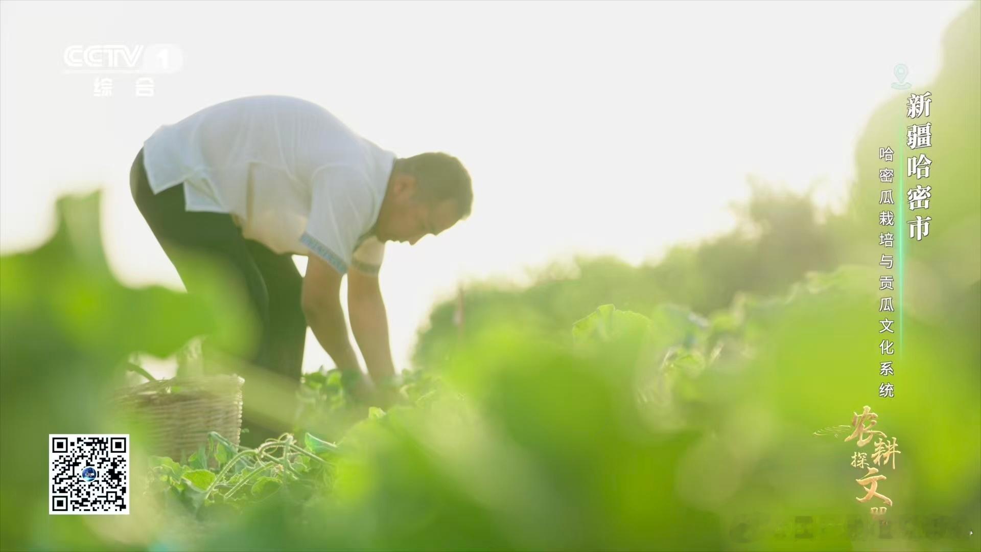 苦尽甘来的美味！苦豆子发酵成绿肥，苦味换养分，哈密瓜甜得纯粹～ 