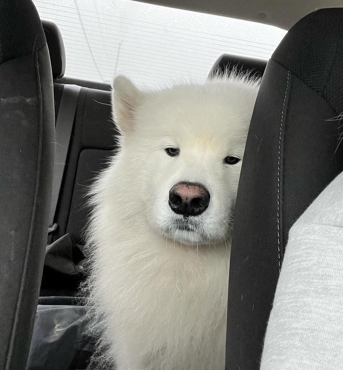 下班路上沾满班味的萨摩唉 