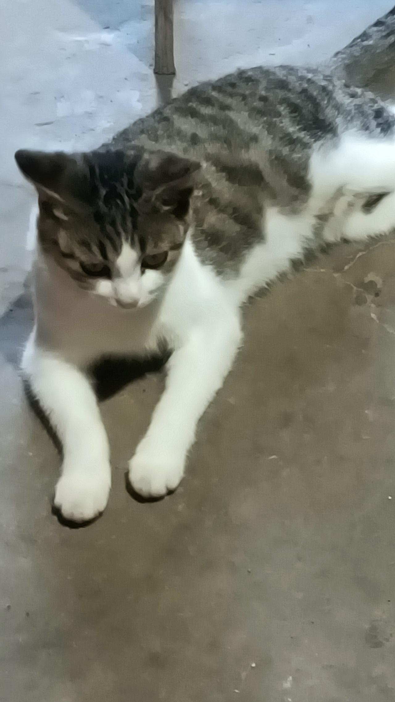 我吃的东西猫都不吃！我都要让这只猫给气吐血了。
我自己都舍不得吃的猪脚给它吃，它