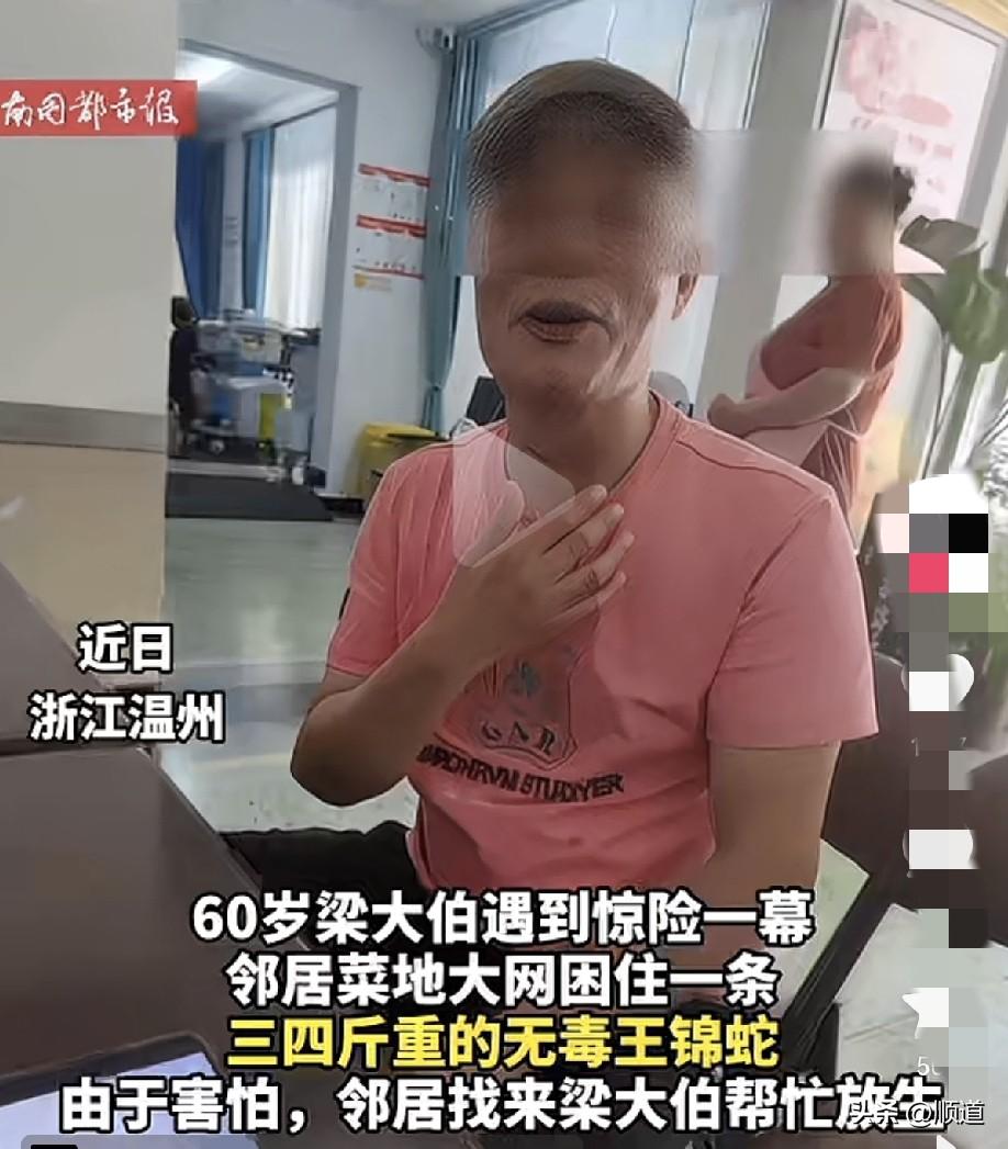 近日，浙江温州，由于邻居菜地大网困住一条三四斤重的无毒王锦蛇，便找来60岁梁大伯