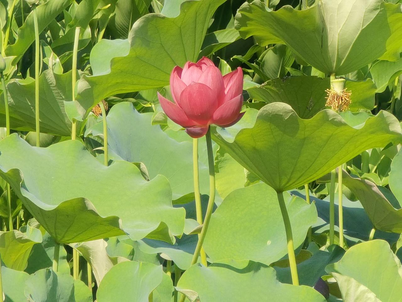 真不敢相信，我们湖北也吹龙卷风了。

大清早的，我刚起床，女儿就打来电话，急吼吼