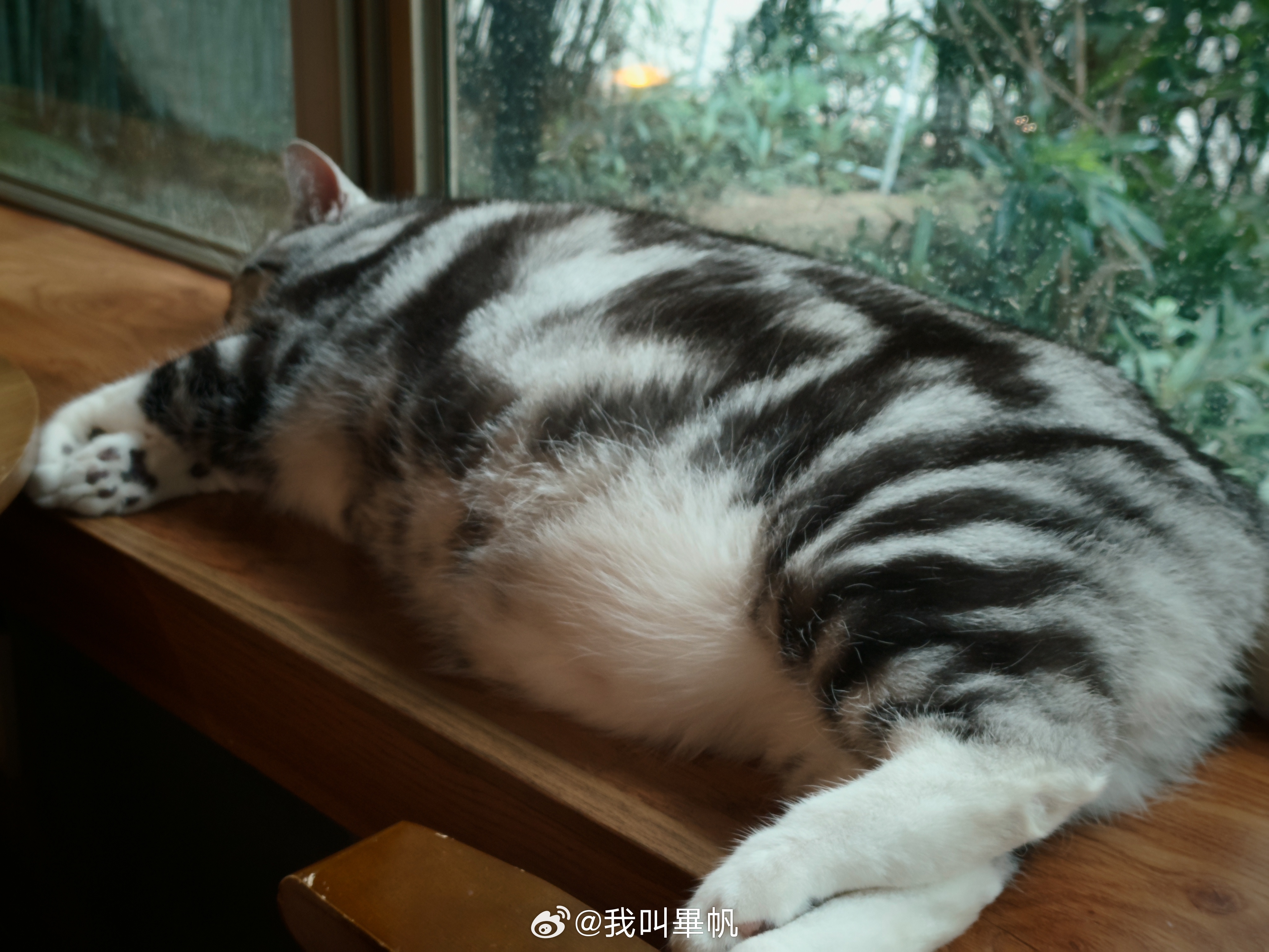 你小子长大了很多，8 年前还掌心大小！现在已成大胖子！依然不怕陌生人！随地大小睡