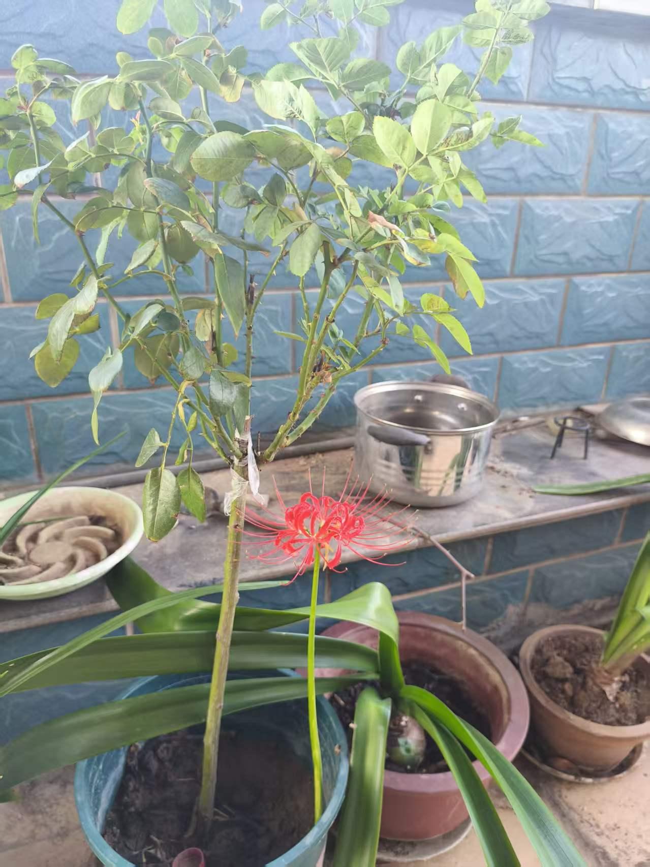 家里花盆突然冒出一株彼岸花。
不是自己种的，估计是土里有种子。
到底留不留呢？