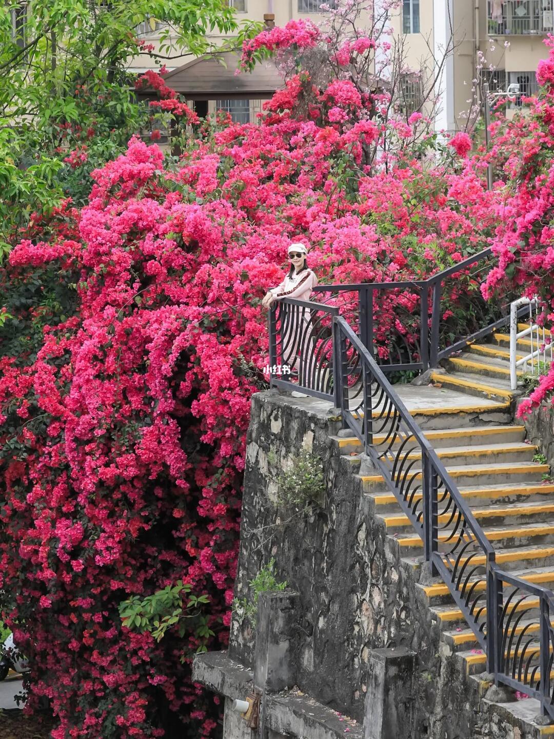 深圳最美小区❗️私藏着绝美花海秘境🌸