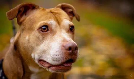 恶犬饲养者杀犬藏尸太荒谬  2024年12月21日下午，陕西省西安市灞桥区豁口村