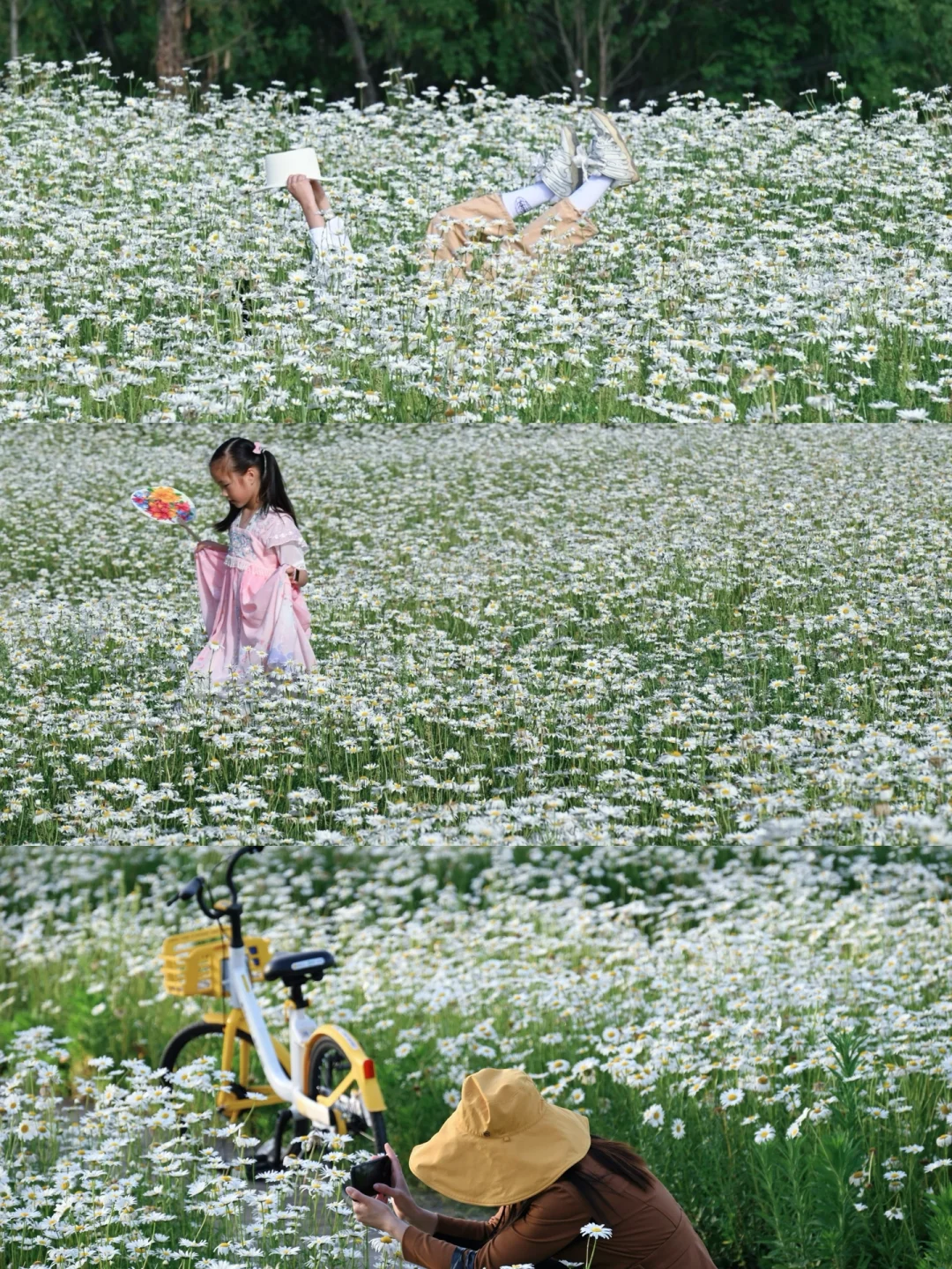 成都市区0元绝美滨菊花海🌼Live超治愈！