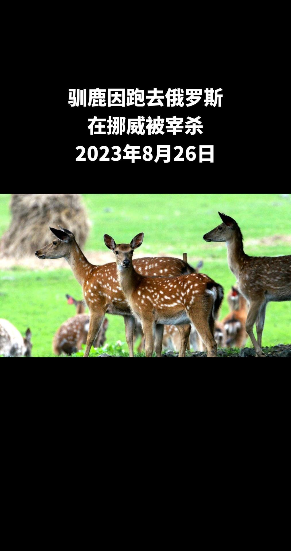 据美联社报道，在挪威宰杀了40头跑到俄罗斯土地上吃草的驯鹿，以便不对它们对自然造