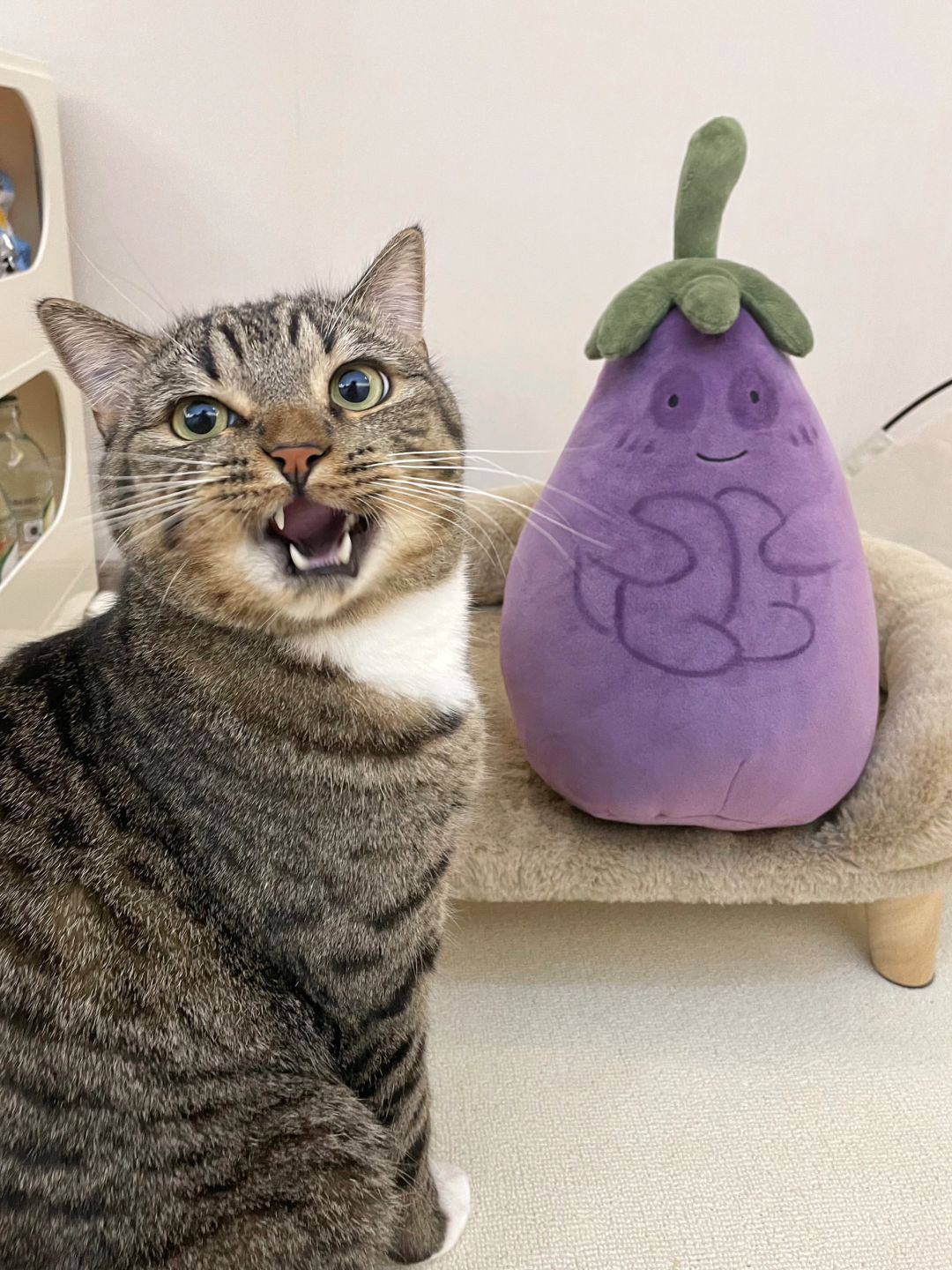 茄好！猫坏！原住民欺负新成员还理直气壮！