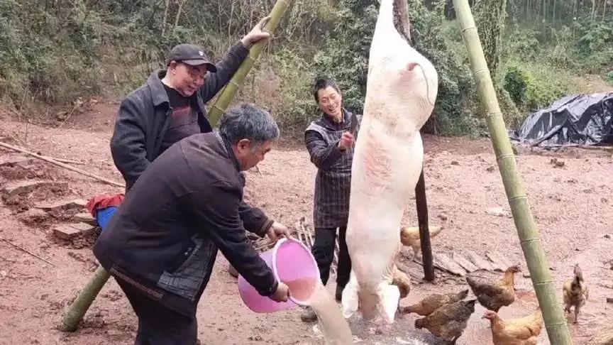 贵州一个乡镇的老师在学生放假前杀了一个300斤的大肥猪犒劳120名小学生！猪是老