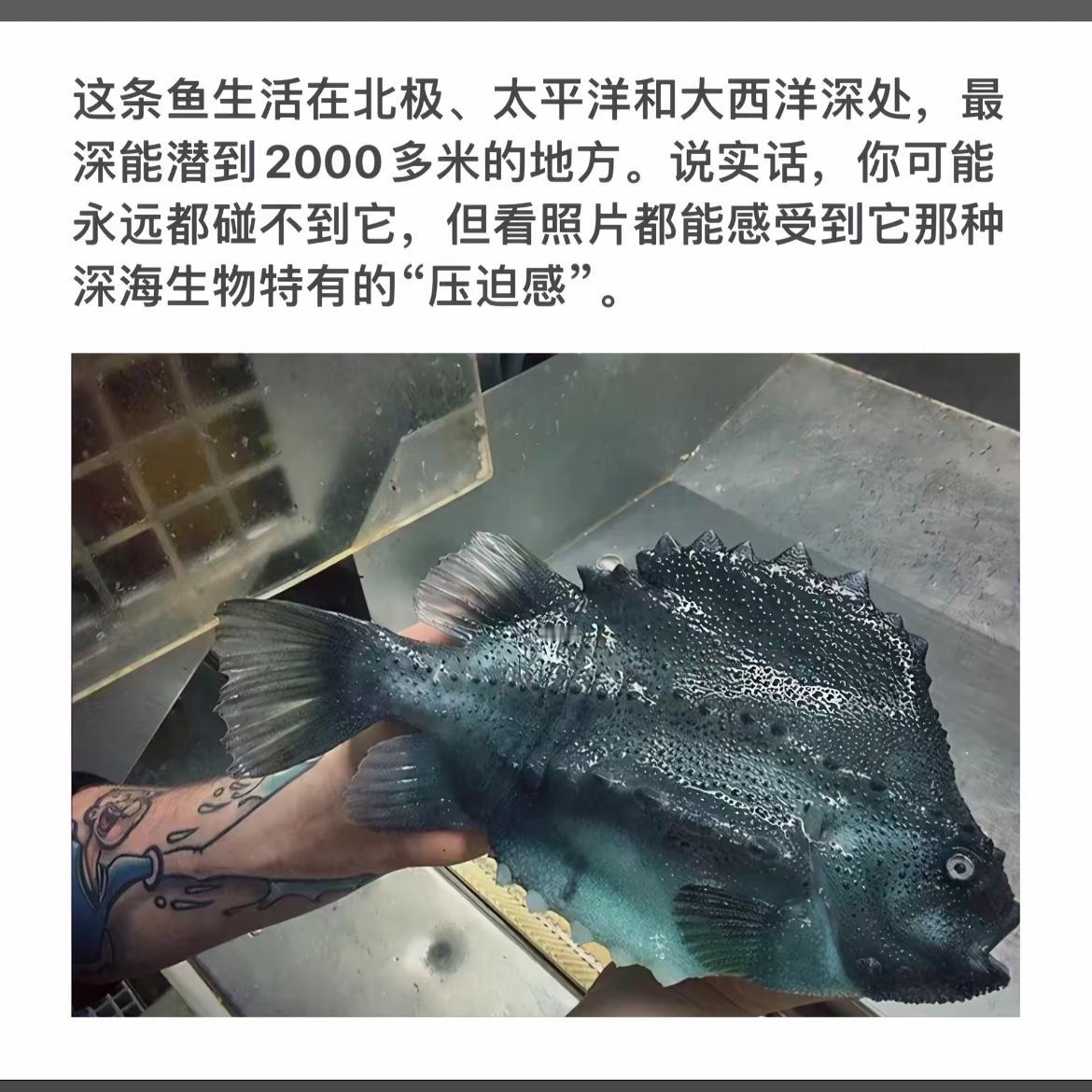 深海巨兽探秘：震撼的深海鱼探秘之旅