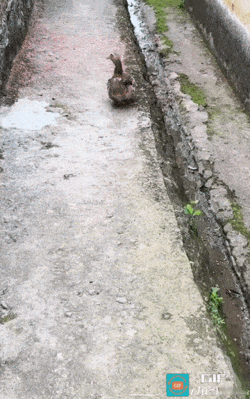 鸭哥巡街！走出了村长的霸气步伐
 
迈着“嚣张”、六亲不认的小碎步，昂首挺胸巡街