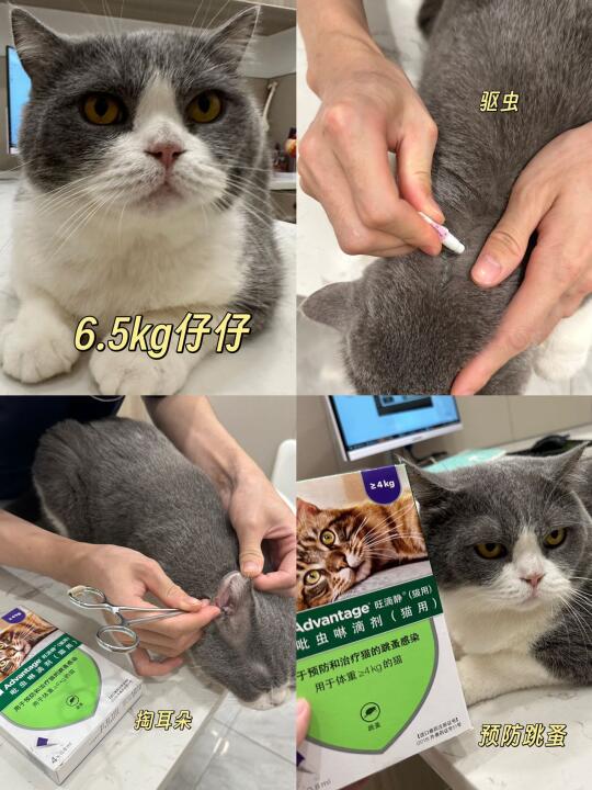 🐾廣州貓奴必mark！福懋24小時貓科真係掂！