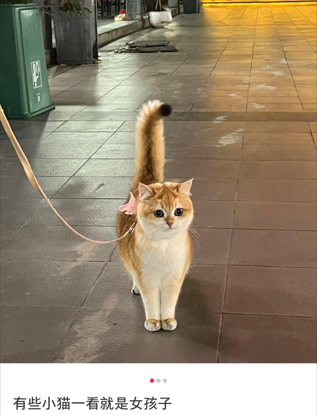 有些猫咪一看就是女孩子  有些猫咪一看就是女孩子 