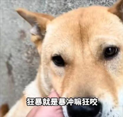 山东一男子煮粽子时狗狗突然暴躁狂叫，男子离开灶台去拿馒头喂食，30秒后燃具爆炸，