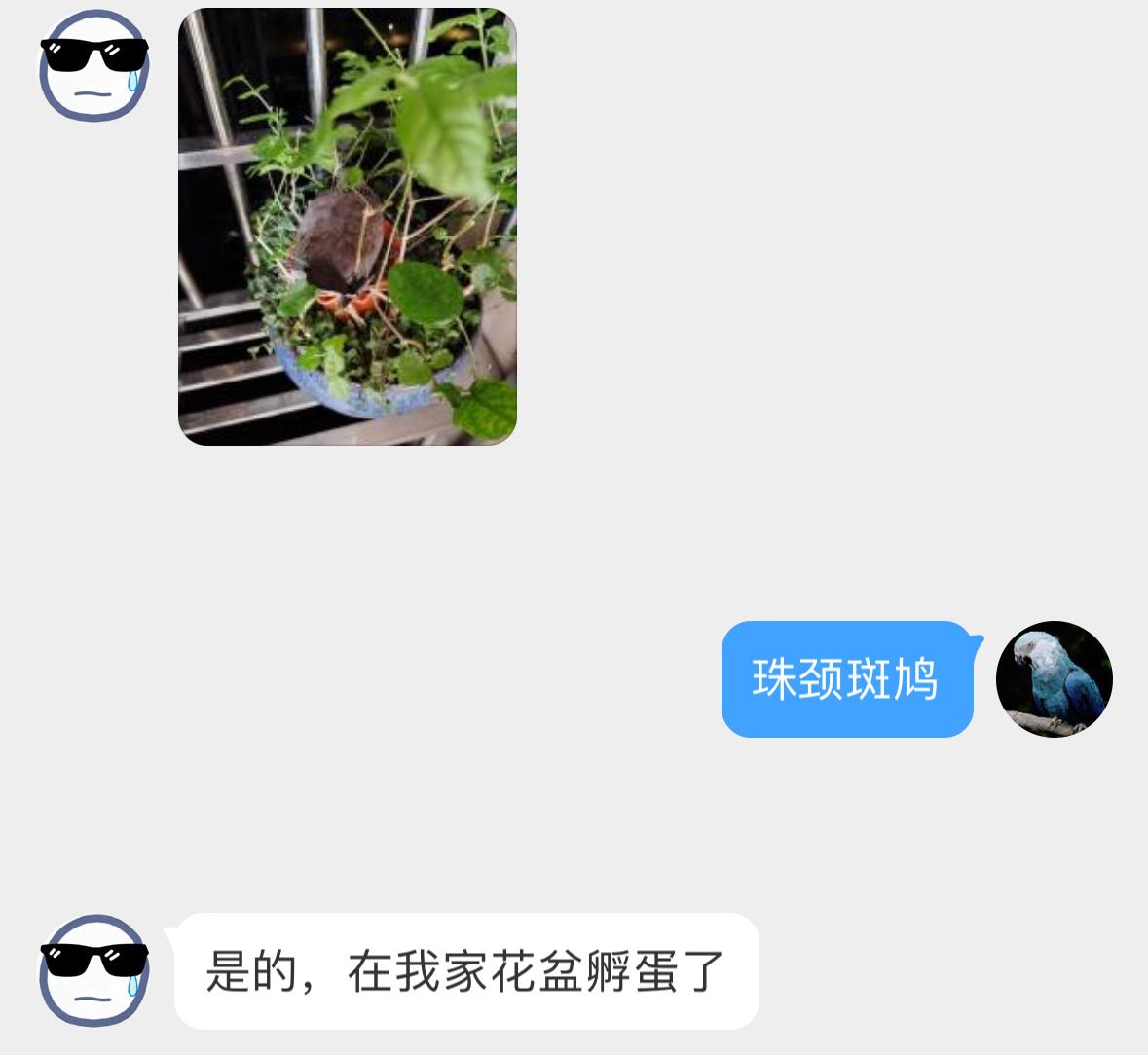 #鸟粉投稿# 霸占花盆的【珠颈斑鸠】呆滞的小眼神👀 窝还挺豪华的，一级建筑咕?