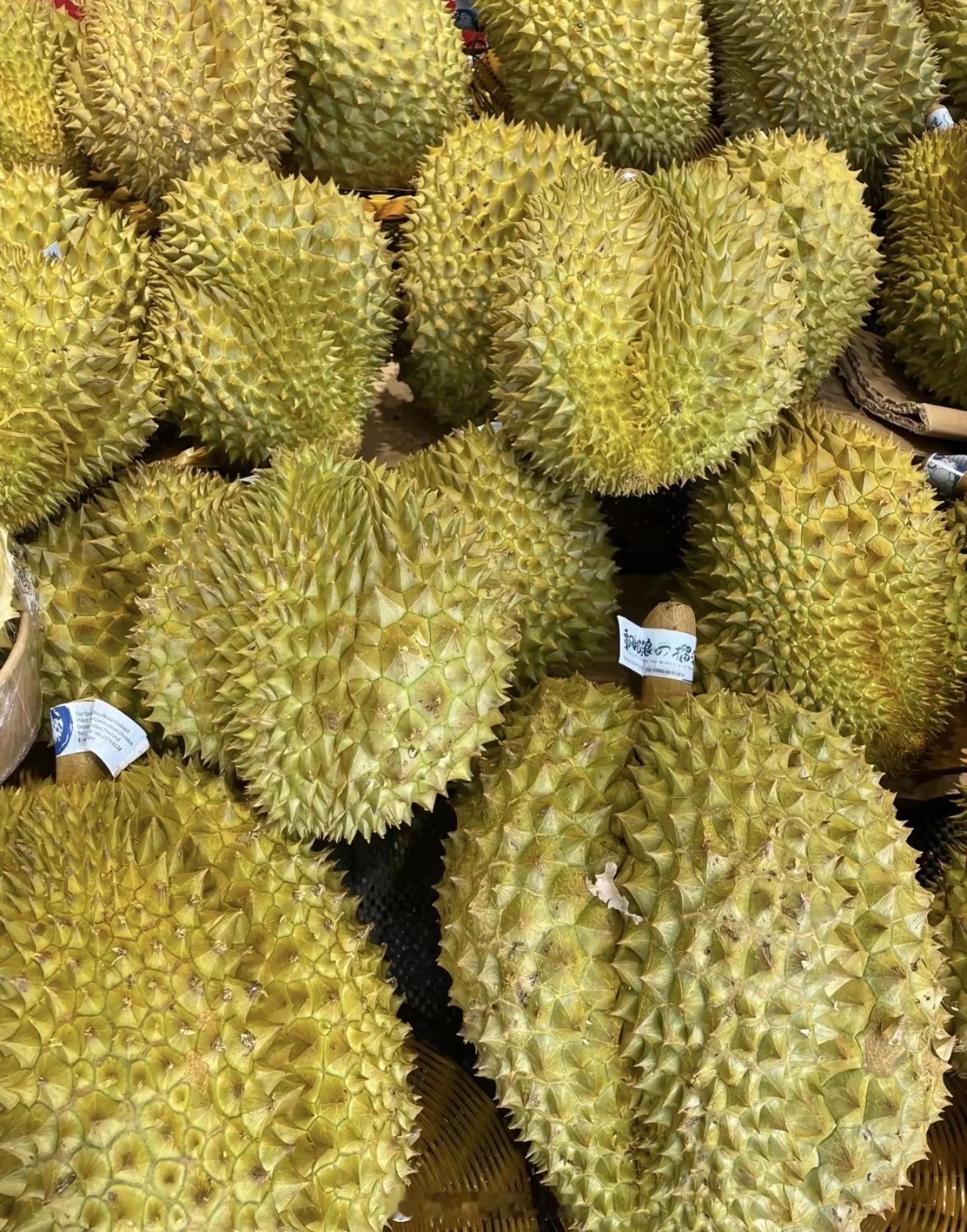 榴莲已经20多元一斤了   看来今年的榴莲大丰收啊，价格都已经跌倒二十多一斤了，