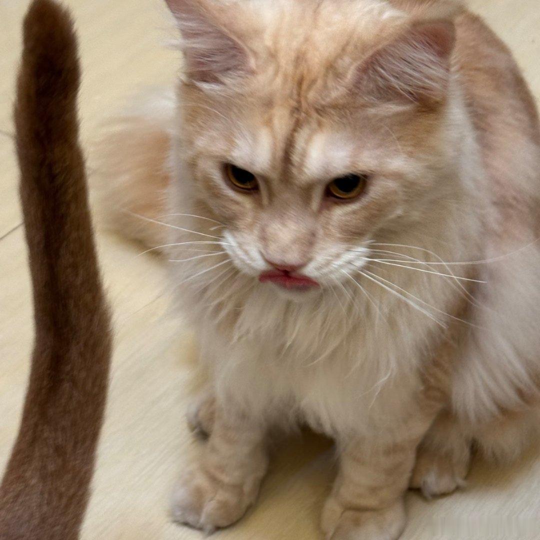 🔴经过本次转会期，北京wb是不是猫猫最多的俱乐部🐱除了粽子元宝他们，还有樱花