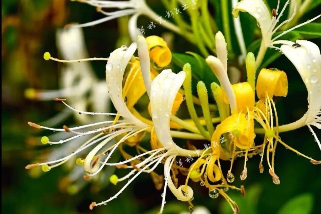 雨后的金银花，更加鲜活动人
金银花的花瓣纤薄柔软，花蕊纤细修长，雨滴落在花瓣、花