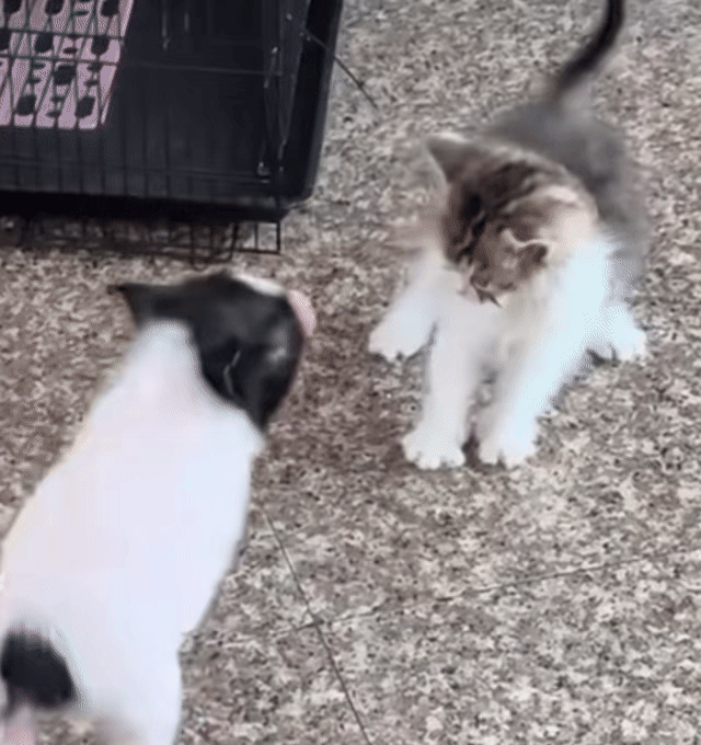 第二轮开始了明天下午结束 来给我们猪猪投票 