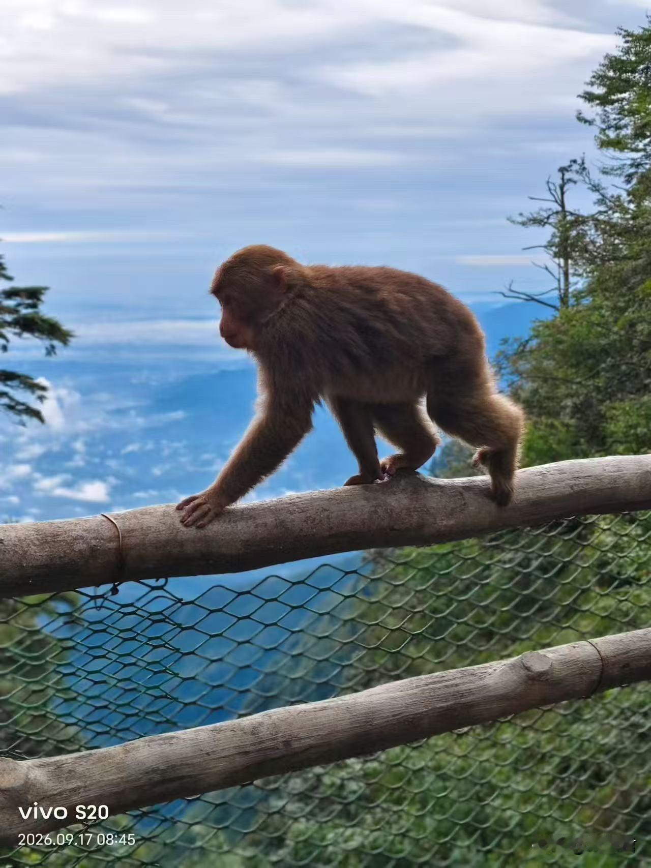 峨眉山金顶的猴。
有人告诉我峨眉山的猴子打人，不带拐杖不行，会被它欺负。
也有人