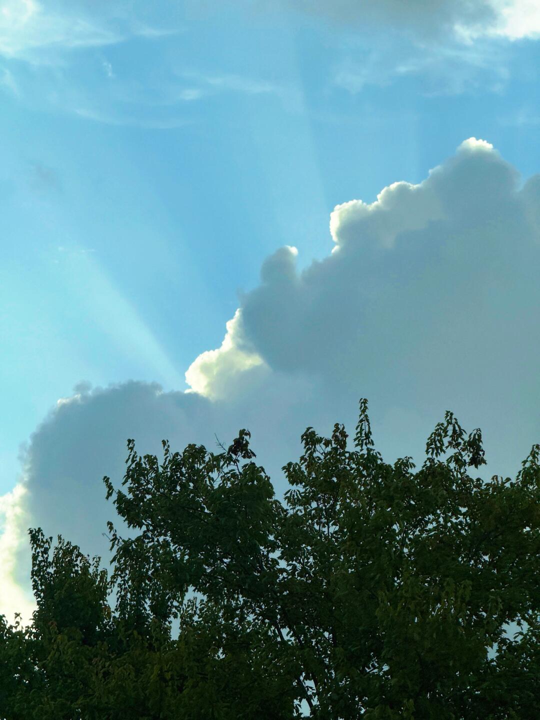 昨晚梦见一个陌生的金毛小狗