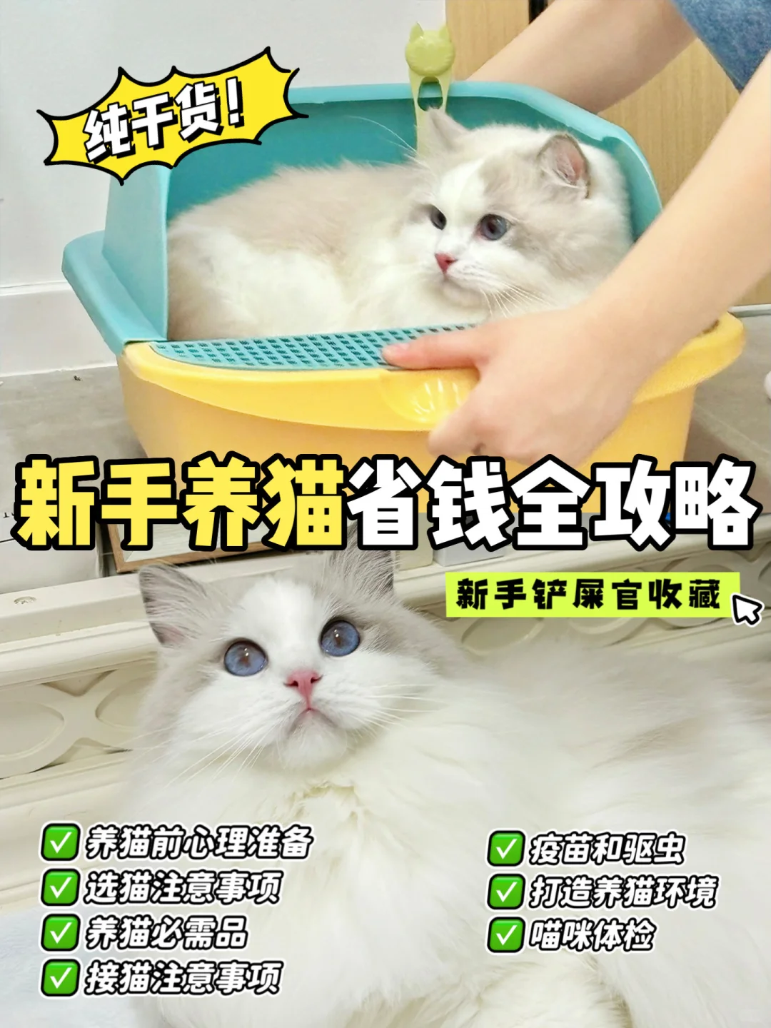 新手养猫保姆级攻略，看这一篇就够了！！