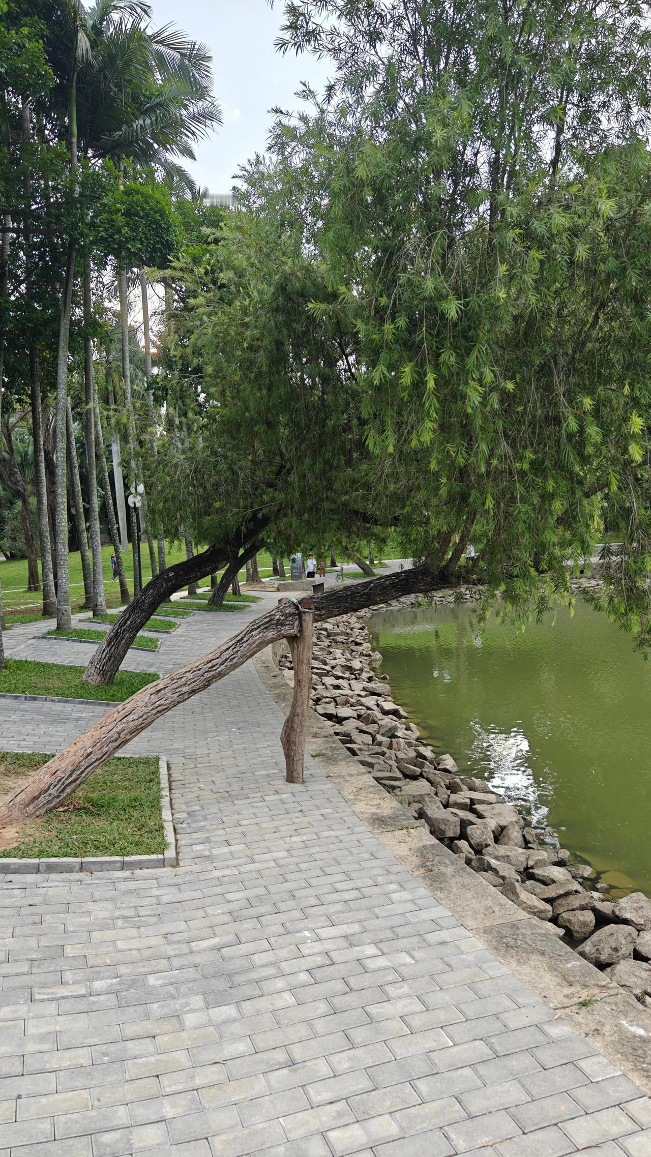 树干长歪了

可是枝桠却依然向上生长，青葱茂盛

那一刻，我突然感受到了生命力