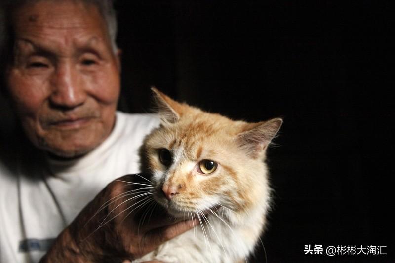 流浪猫被收养后性格大概率会越来越温顺。我家收养过一只狸花猫，它之前流浪了很久，刚