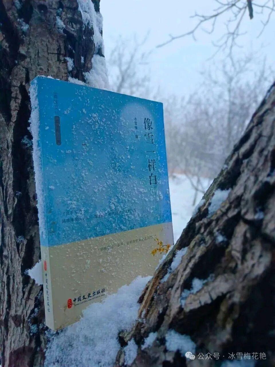 雪落心间，情满纸笺—— 读冰雪梅《像雪一样白》