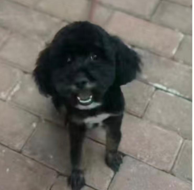 寻犬启

盖闻万物有灵，犬亦通情。今有微犬名曰“小葡萄”者，乃吾家九岁稚子三载前