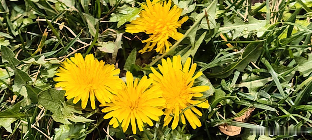 旺自己，牢记这6点
天补
多晒晒太阳、仰望星月、亲近自然，吐故纳新。
地补
散步