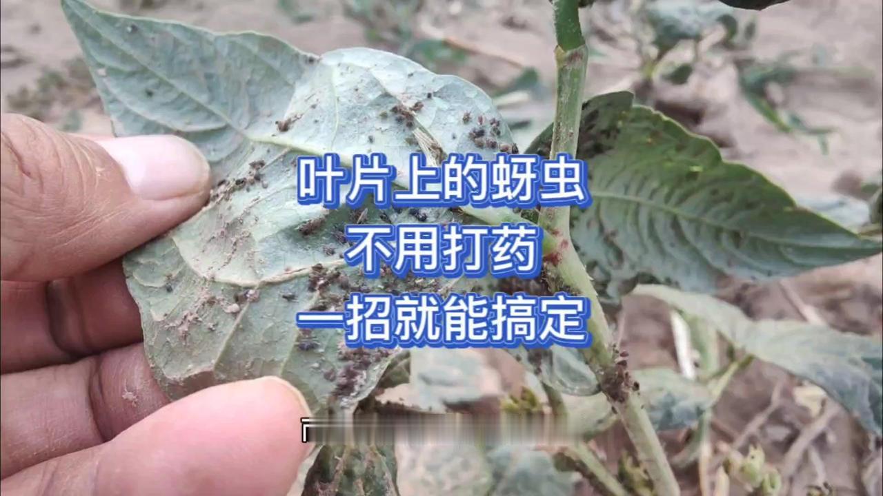 🌱豆角长蚜虫别慌！不用打药，一招搞定！
1️⃣蚜虫危害大：豆角叶片被蚜虫侵袭后