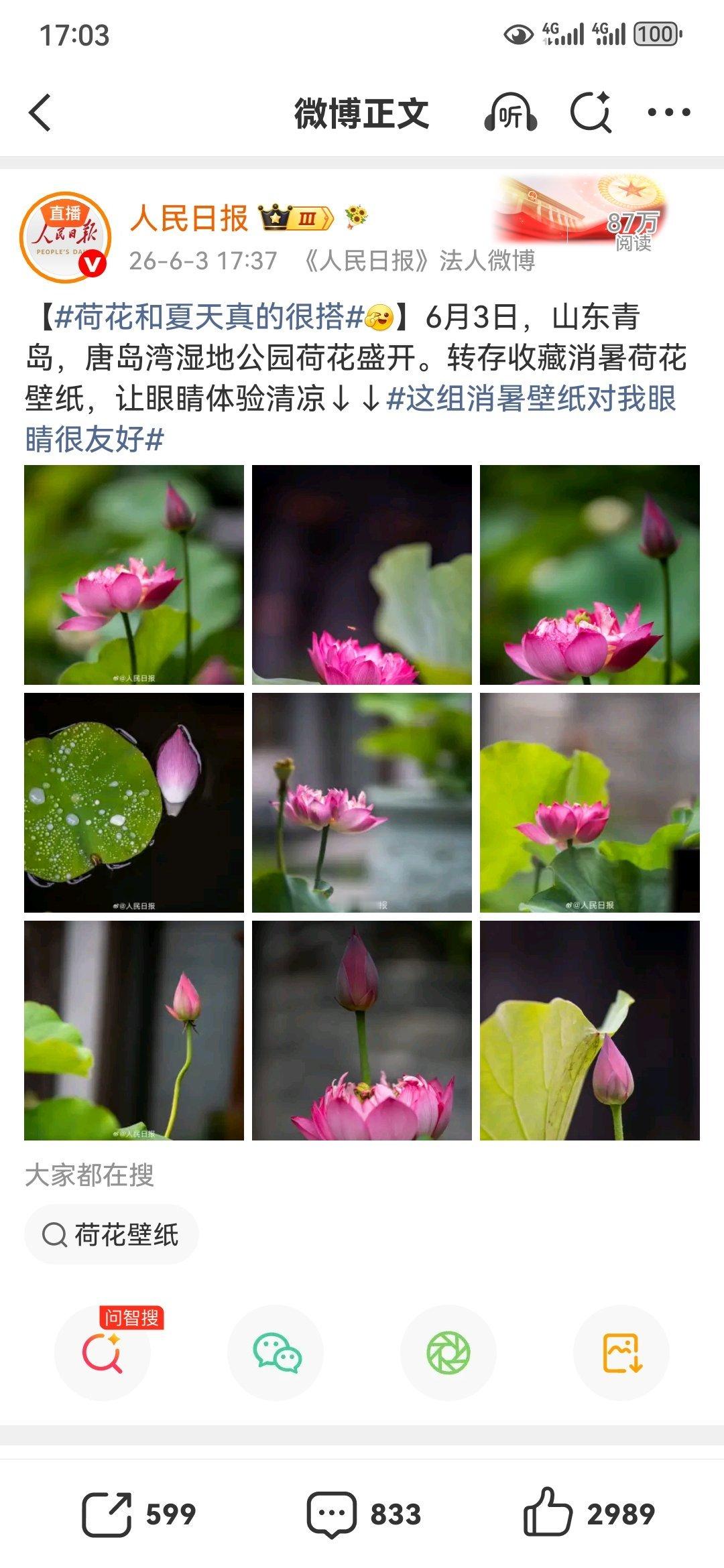 青岛这是变成南方城市了吗？6月4日荷花就开的这么艳了？相隔一百多公里的烟台还没长