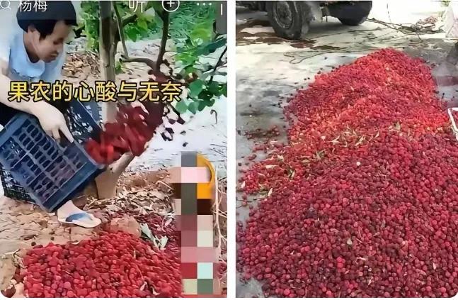 谁能想到，传承七百多年的漳州杨梅，短短三天就被黑心商贩彻底拖垮。
本是远销海外、