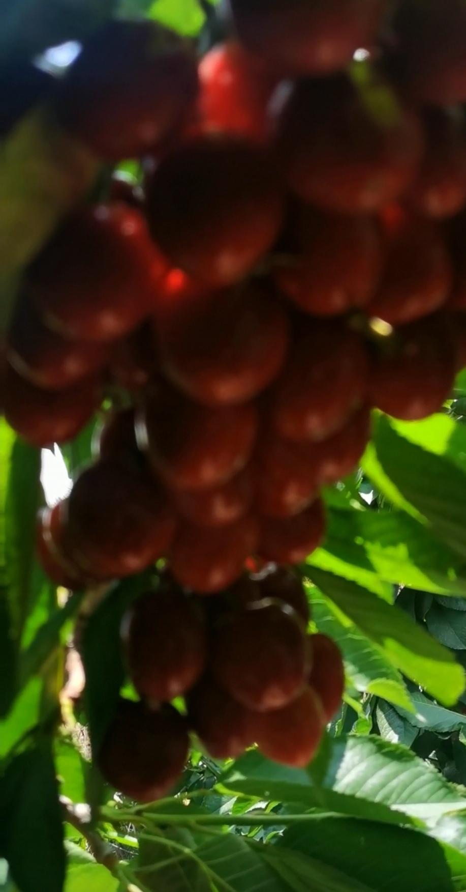 我必须得为青海樱桃“申冤”！都说樱桃好吃树难栽，这小小的樱桃里可藏着大文章。最近