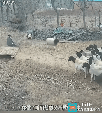 众羊：大哥这也是轰轰烈烈一辈子的羊。
此时此刻，其它羊都看傻了。不过，这头羊，皆