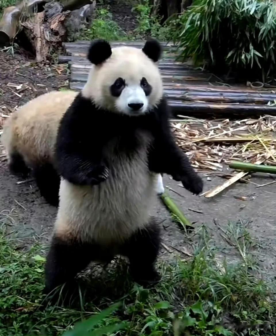 喜欢园润，怎么就没有喜欢二狗呢！明明是先认识的二狗，却在最后发现对她的妈妈一见倾