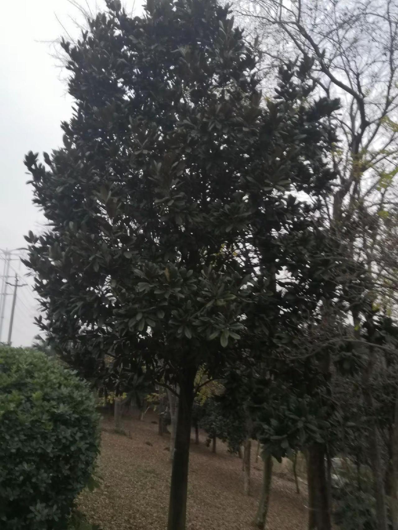 骑行骑行 乡村路上 绿化带 骑行日常