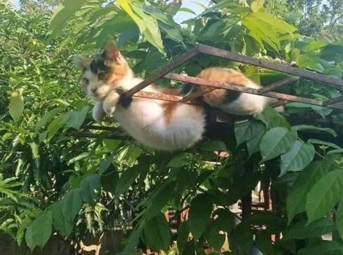 散步发现一只猫，看上去还挺肥的...[喵喵]