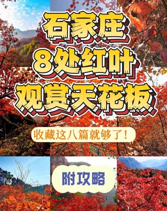 石家庄红叶天花板合集，收藏这篇就够了❗️
秋意渐浓，石家庄的红叶已经美成了调色盘
