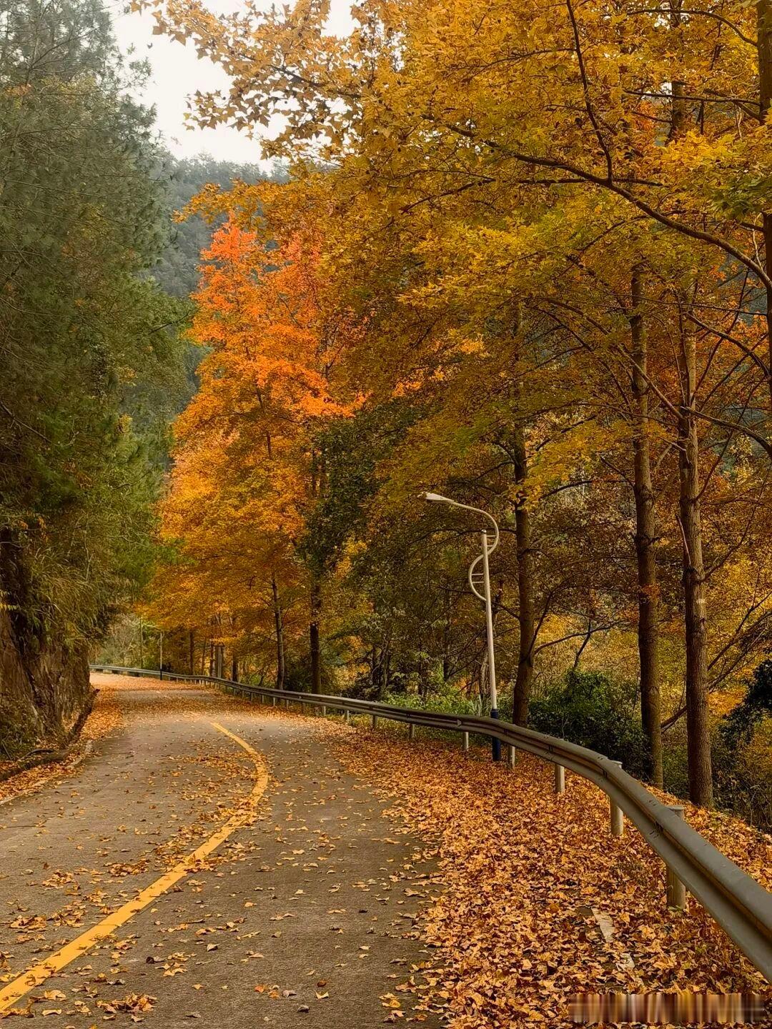 秋色正浓莲都街巷、山林已悄然换上“彩妆”无论驾车疾驰 还是漫步徐行满目皆是绚烂漫