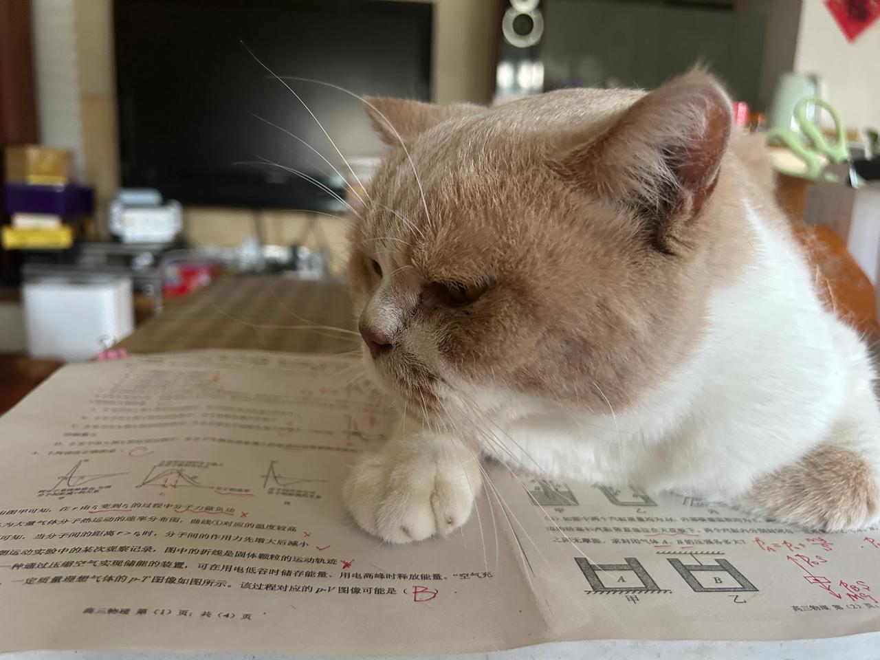 猫咪茶茶每次都要趴到物理试卷上，如此热爱物理啊#秋日生活打卡季#