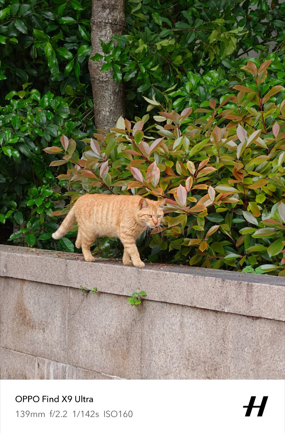 专家说小猫上床是不脏的哪个专家说的？在这里放屁…家里的地板就算擦的再干净，上床睡