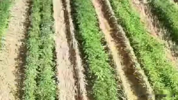 塔克拉玛干沙漠被中国人民封边了，也被新疆人民爆改了，种植了小麦，向日葵，枸杞，玫