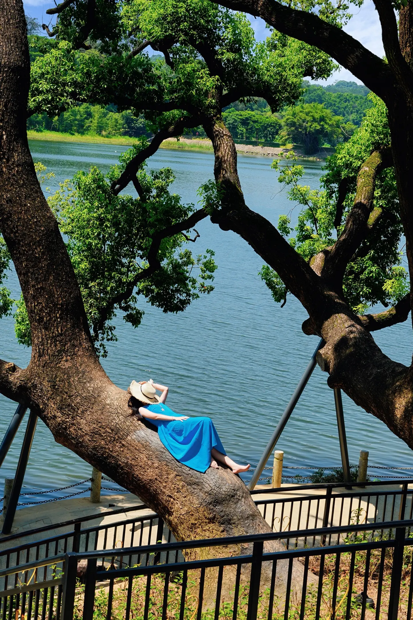同沙大榕树🌳拍照啦📷。