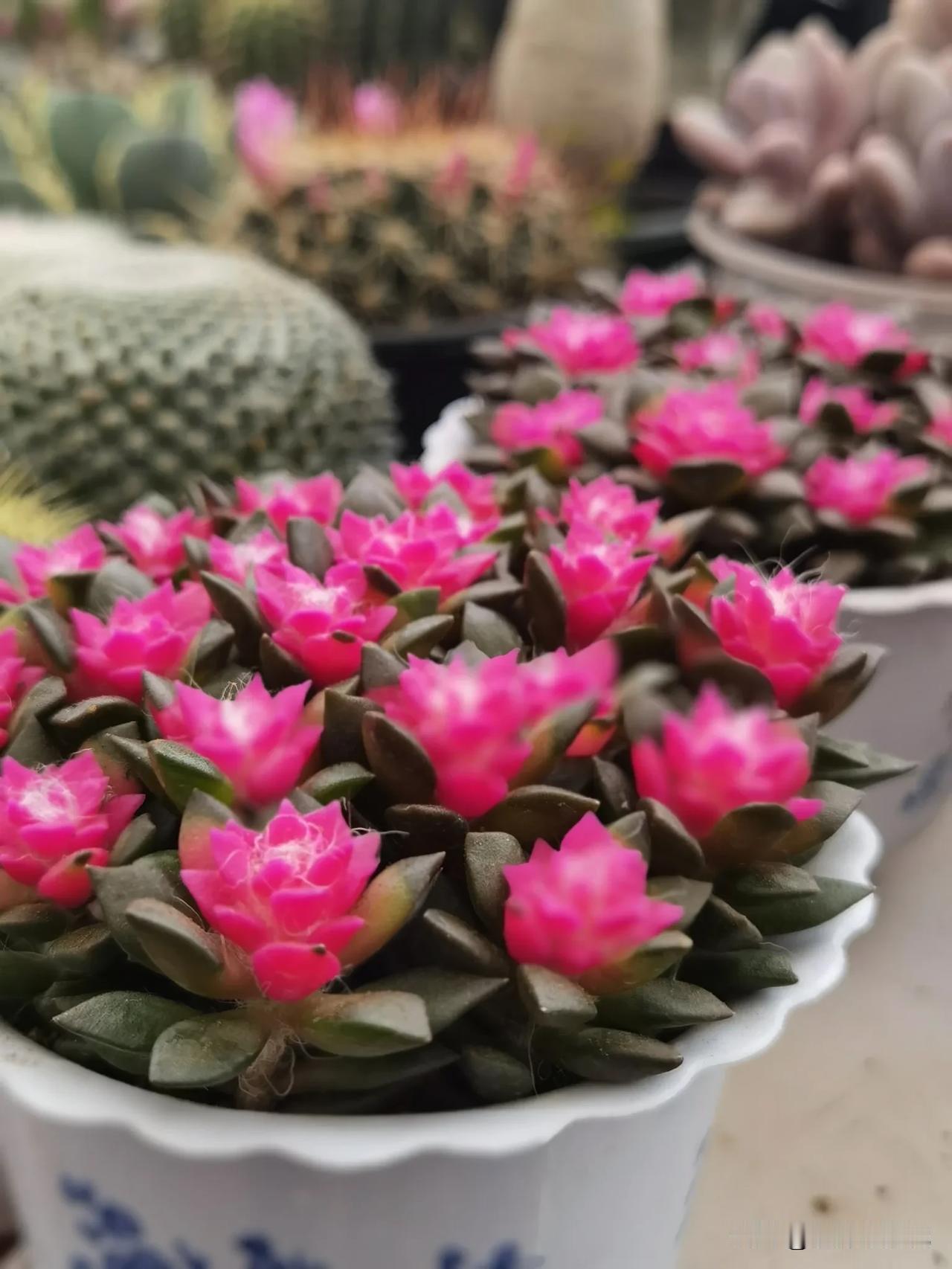 逛北碚花市，久违了的热闹，象小时候赶场一样。多肉植物 
   北碚花市不仅卖花花