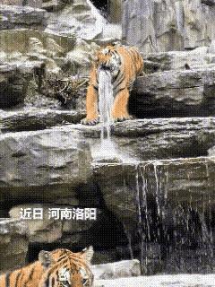 “火到人民日报了！”
       河南洛阳这只老虎太会玩，咬着水管当雕塑，愣是