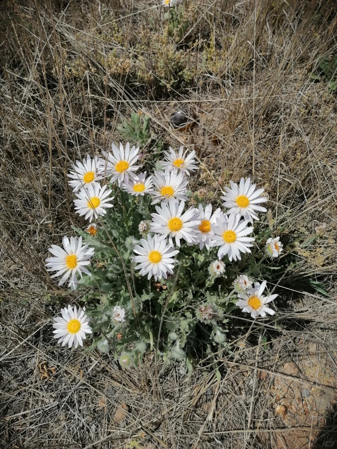 Arctotis leioca rap原生非洲雏菊