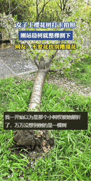 不堪重“妇”。
智深倒拔垂杨柳，千金压趴樱花树。不知道自己几斤几两吗？
实话实说